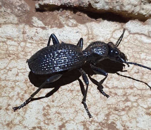 Subgenus Chilanthia · iNaturalist