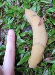 Anadenidae