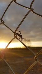 Acanthocephala terminalis