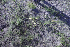 Moraea bituminosa
