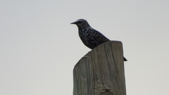 Sturnus vulgaris