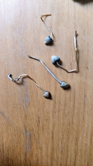 Psilocybe semilanceata