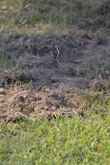 Sus scrofa domesticus
