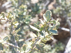 Boscia foetida foetida