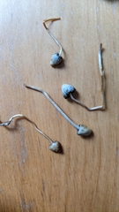 Psilocybe semilanceata