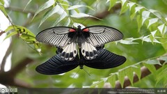 Papilio memnon heronus