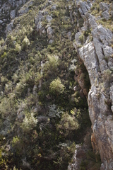 Empleurum unicapsulare