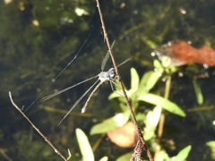 Lestidae