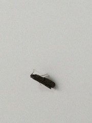 Lepidoptera