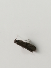Lepidoptera
