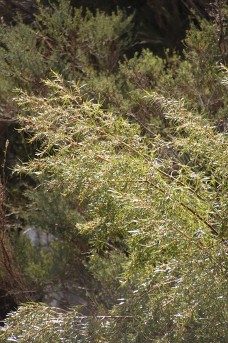 Image of Empleurum unicapsulare by (c) Tony Rebelo, some rights reserved (CC BY-SA)