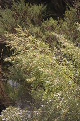 Empleurum unicapsulare