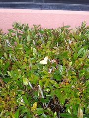 Tetracis jubararia