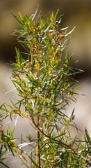 Empleurum unicapsulare