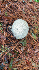 Amanita citrina