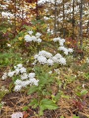 Ageratina aromatica