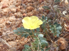 Tribulus zeyheri