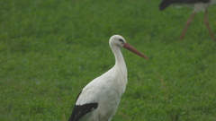 Ciconia ciconia