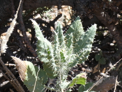 Codon royenii