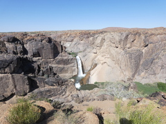 Monechma spartioides