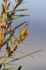 Empleurum unicapsulare