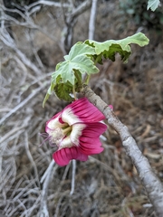 Malva assurgentiflora