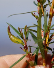 Empleurum unicapsulare