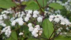 Ageratina riparia