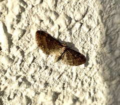 Eupithecia subfumosa