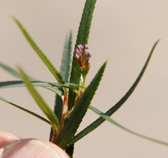 Empleurum unicapsulare