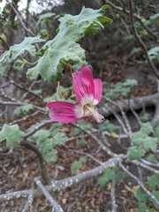 Malva assurgentiflora