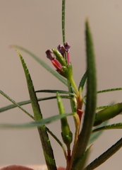 Empleurum unicapsulare