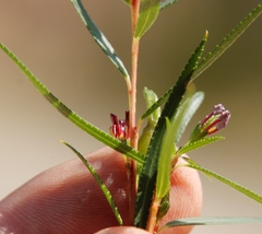 Empleurum unicapsulare