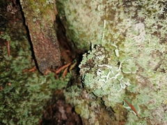 Cladonia digitata