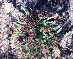 Acrodon subulatus