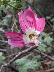 Malva assurgentiflora