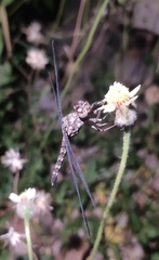 Bradinopyga geminata