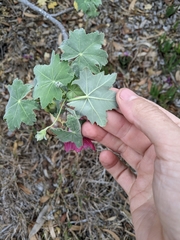 Malva assurgentiflora