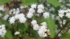 Ageratina riparia