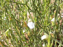 Monechma spartioides