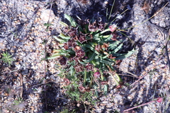 Acrodon subulatus