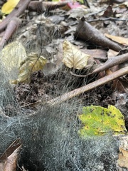 Phycomyces