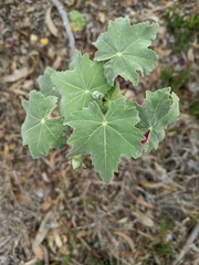 Malva assurgentiflora