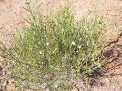 Monechma spartioides