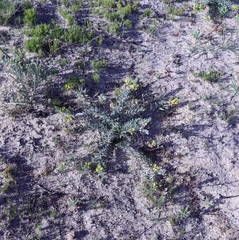 Xiphotheca lanceolata