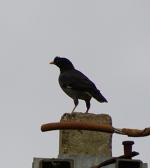 Acridotheres fuscus