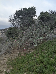 Malva assurgentiflora