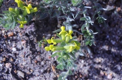 Xiphotheca lanceolata