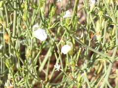 Monechma spartioides