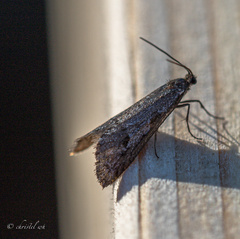 Exapate congelatella